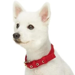 New Classic Modern Iconic Neoprene Padded Dog Collar -Dog & Cat Store 1340240046 2