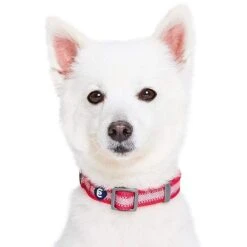 Back To Basics Reflective Dog Collar For Safety And Style 23 Back To Basics Reflective Dog Collar For Safety And Style -Dog & Cat Store 1340247045 3 b6880f3c 5e5f 46df 98c1 955fb39f3621