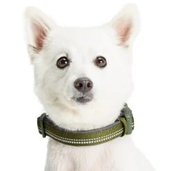 Reflective Hues Of Spring 3M Reflective Dog Collar -Dog & Cat Store 1340259048 4