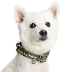 Reflective Hues Of Spring 3M Reflective Dog Collar -Dog & Cat Store 1340259048 5
