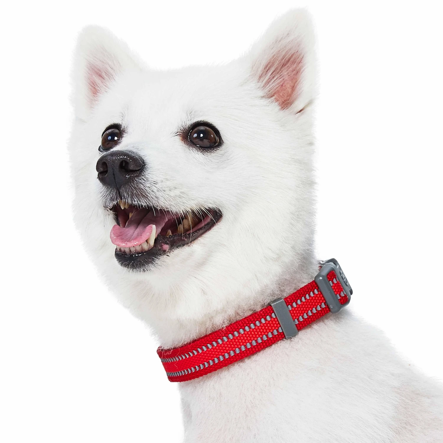 Back To Basics Reflective Dog Collar For Safety And Style 16 Back To Basics Reflective Dog Collar For Safety And Style - Image 16