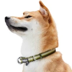 Multi-Colored Stripe Dog Collar For Stylish Pets -Dog & Cat Store 1340268040 2