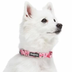 Petal Paws Floral Dog Collar In Polka Dot Design -Dog & Cat Store 1340278049 4