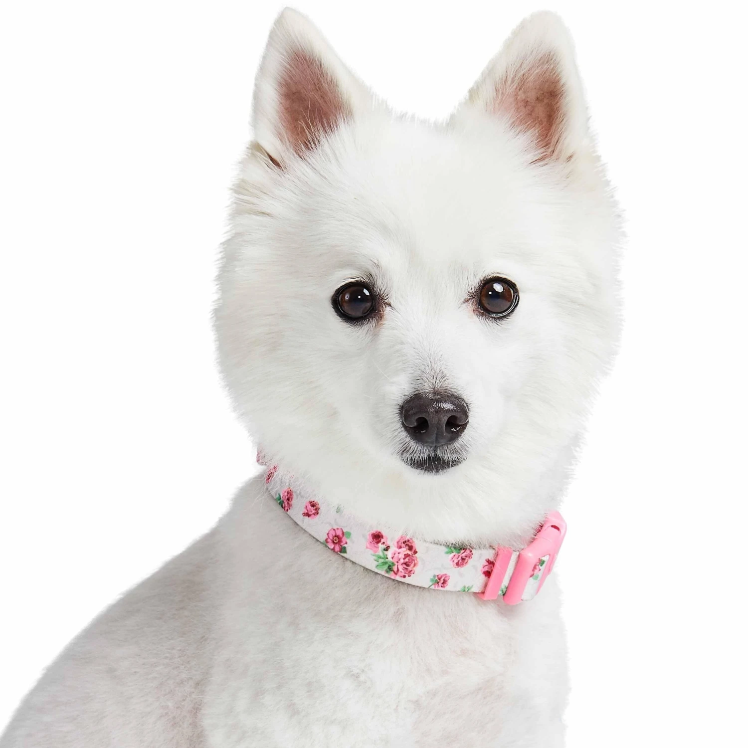 Cherry Blossom Dog Collar For Stylish Pet Adventures 2 Cherry Blossom Dog Collar For Stylish Pet Adventures - Image 2