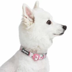 Cherry Blossom Dog Collar For Stylish Pet Adventures 22 Cherry Blossom Dog Collar For Stylish Pet Adventures -Dog & Cat Store 1440203040 3