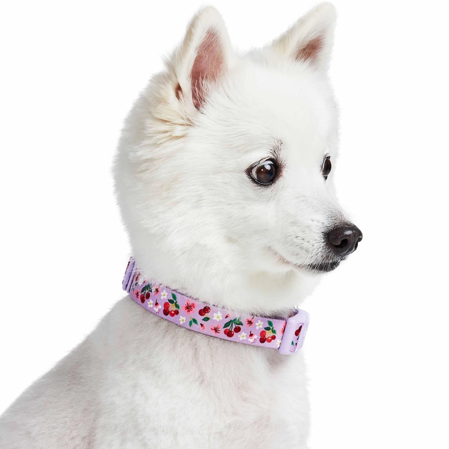 Cherry Blossom Dog Collar For Stylish Pet Adventures 12 Cherry Blossom Dog Collar For Stylish Pet Adventures - Image 12