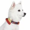 Halloween Candy Corn Dog Collar For Festive Pets -Dog & Cat Store 1440206041 4 fba950f2 5f42 4093 acfa cb5d888fd55f