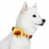 Fall Ginkgo Biloba Leaf Thanksgiving Dog Collar For Pets -Dog & Cat Store 1440210048 4 463f2067 5265 41de 97b6 f63f59fc2bba