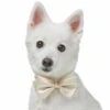 Dog Of Honor Wedding Princess Lace Dog Collar For Pets 40 Dog Of Honor Wedding Princess Lace Dog Collar For Pets -Dog & Cat Store 1440235027 2