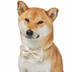 Dog Of Honor Wedding Princess Lace Dog Collar For Pets -Dog & Cat Store 1440235027 3