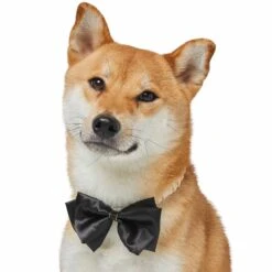 Dog Of Honor Wedding Princess Lace Dog Collar For Pets -Dog & Cat Store 1440236024 3