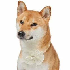 Dog Of Honor Wedding Princess Lace Dog Collar For Pets -Dog & Cat Store 1440237021 3