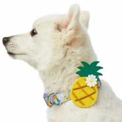 Zesty Fruit Dog Collar For Stylish Summer Adventures -Dog & Cat Store 1440243046 4 13214691 a9d7 4ba6 909f 465b92d8ee2b