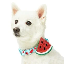 Zesty Fruit Dog Collar For Stylish Summer Adventures -Dog & Cat Store 1440244043 4 1 9d71bfa6 f53c 44ab b165 5c3b1e0b08fc