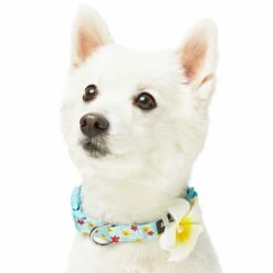 Tropical Yellow Plumeria Flower Dog Collar For Stylish Pets 13 Tropical Yellow Plumeria Flower Dog Collar For Stylish Pets -Dog & Cat Store 1440246047 4
