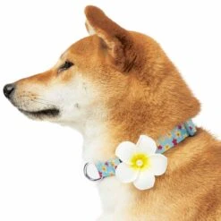 Tropical Yellow Plumeria Flower Dog Collar For Stylish Pets 14 Tropical Yellow Plumeria Flower Dog Collar For Stylish Pets -Dog & Cat Store 1440246047 5