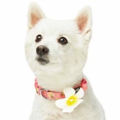 Tropical Yellow Plumeria Flower Dog Collar For Stylish Pets 18 Tropical Yellow Plumeria Flower Dog Collar For Stylish Pets -Dog & Cat Store 1440247044 4