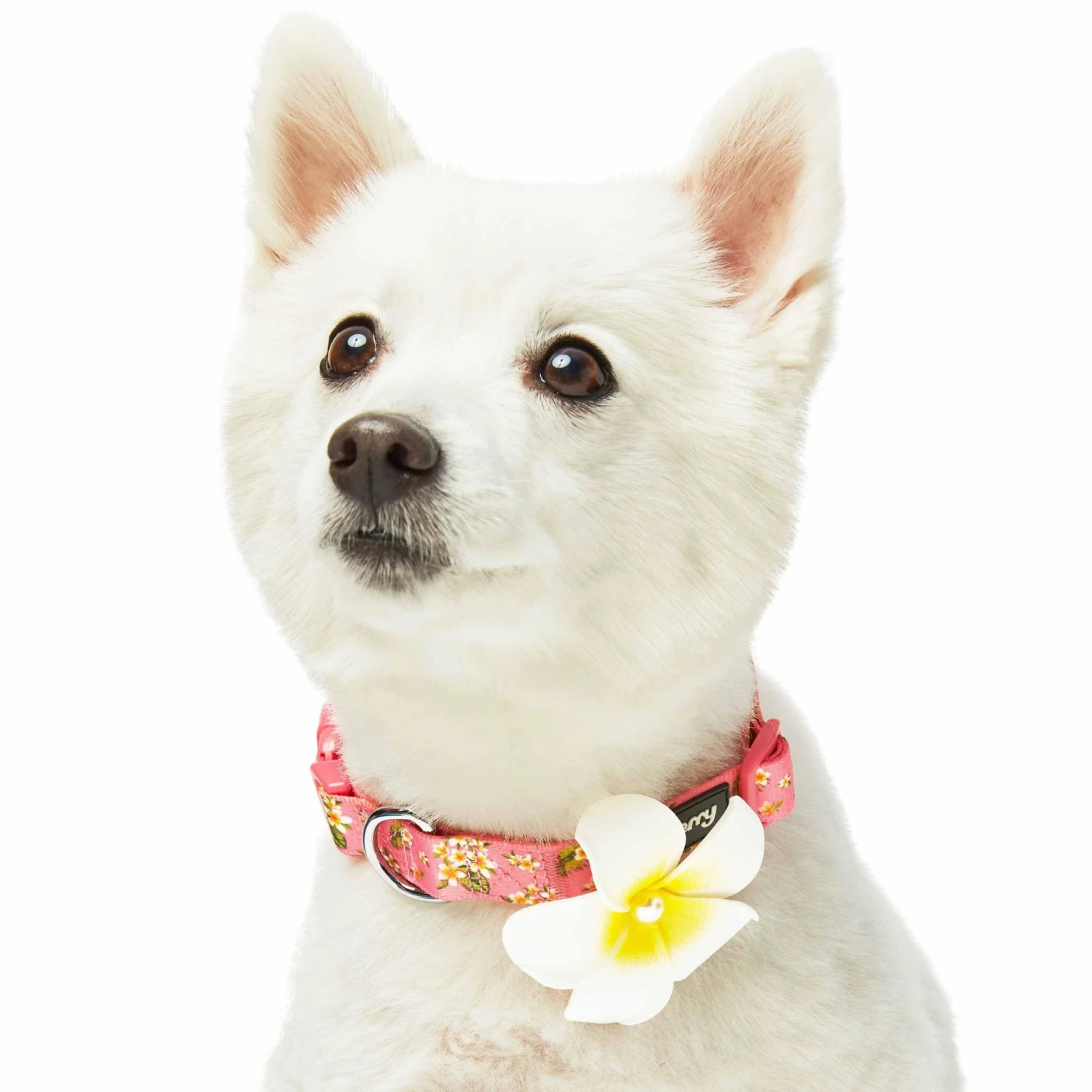 Tropical Yellow Plumeria Flower Dog Collar For Stylish Pets 8 Tropical Yellow Plumeria Flower Dog Collar For Stylish Pets - Image 8
