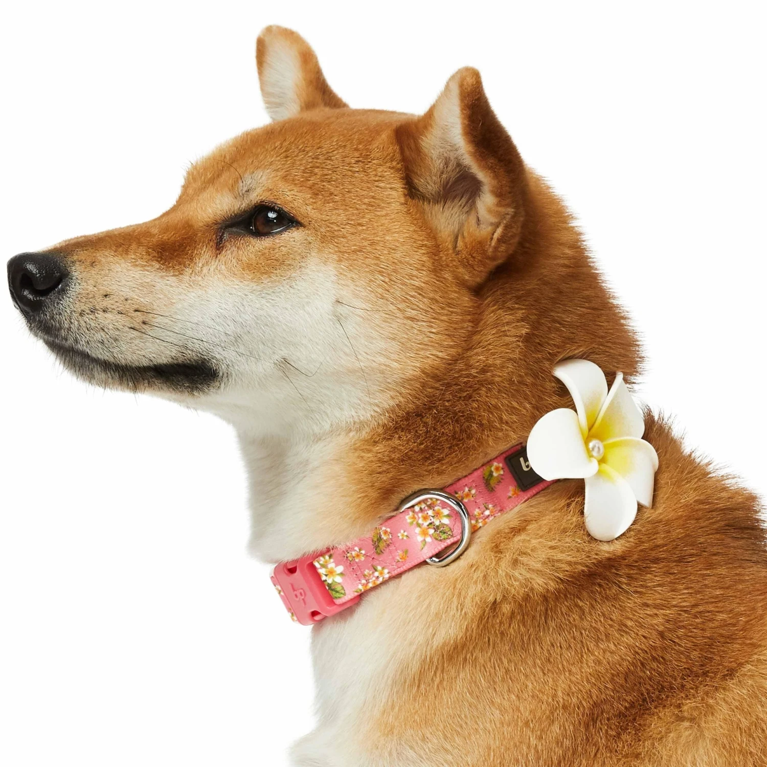 Tropical Yellow Plumeria Flower Dog Collar For Stylish Pets 9 Tropical Yellow Plumeria Flower Dog Collar For Stylish Pets - Image 9