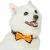 Halloween Polka Dot Dog Collar With Detachable Bowtie -Dog & Cat Store 1440251041 6