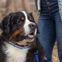 Multi-Colored Stripe Dog Collar For Stylish Pets -Dog & Cat Store 15