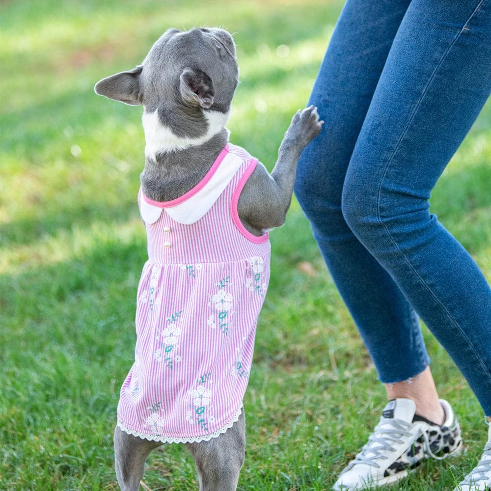 Wonderland Floral Dog Dress In Pink Stripe For Stylish Pups 5 Wonderland Floral Dog Dress In Pink Stripe For Stylish Pups - Image 5