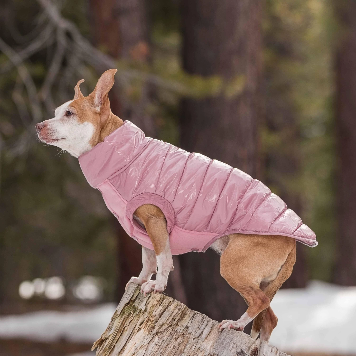 All-Weather Quilted Glossy Dog Puffer Jacket For Winter 3 All-Weather Quilted Glossy Dog Puffer Jacket For Winter - Image 3