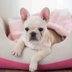 Cover-Removable And Washable Color-Block Linen Blend Dog Bed Value Pack -Dog & Cat Store 1 9da48025 bade 4211 9783 82311b6f6300