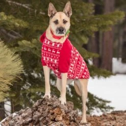 Christmas Dog Collar With Blingy Décor For Festive Style -Dog & Cat Store 2 2 51767035 f314 472c 8348 372fca9a5994