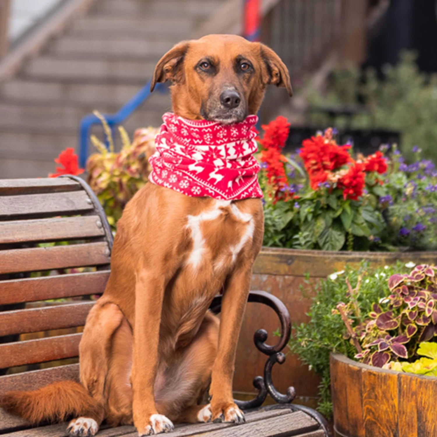 Ultra-Soft Fleece Christmas Dog Sweater For Festive Fun 16 Ultra-Soft Fleece Christmas Dog Sweater For Festive Fun - Image 16