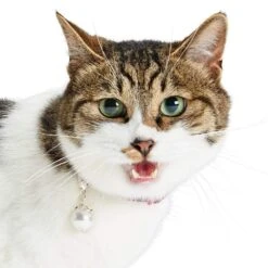 Stylish Cat Collar Accessory Set For Fashionable Felines 10 Stylish Cat Collar Accessory Set For Fashionable Felines -Dog & Cat Store 2020400002 4