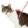 Diagonal Striped Cat Leash & Harness Set For Cats 25 Diagonal Striped Cat Leash & Harness Set For Cats -Dog & Cat Store 2030100008 1