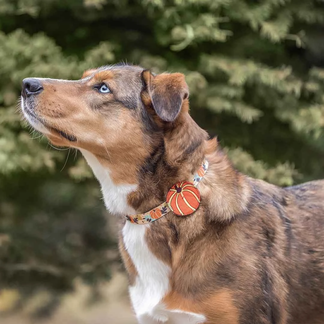 Fall Pumpkin Thanksgiving Dog Collar For Festive Pets 2 Fall Pumpkin Thanksgiving Dog Collar For Festive Pets - Image 2