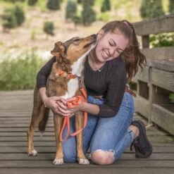 Fall Pumpkin Thanksgiving Dog Collar For Festive Pets 10 Fall Pumpkin Thanksgiving Dog Collar For Festive Pets -Dog & Cat Store 23 01f75f0a 07a3 4300 904c 61d8bdeb2ec7