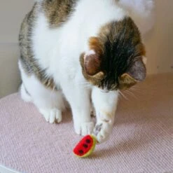 Handmade Wool Felt Cat Toy Set – 36 Piece Fruit Collection -Dog & Cat Store 24 1