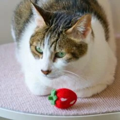 Handmade Wool Felt Cat Toy Set – 36 Piece Fruit Collection -Dog & Cat Store 25 1