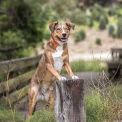 Halloween Dog Collar With Pumpkin, Ghost And Witches Design -Dog & Cat Store 25