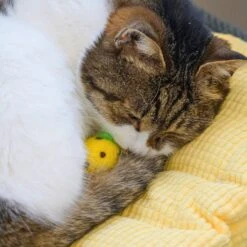 Handmade Wool Felt Cat Toy Set – 36 Piece Fruit Collection -Dog & Cat Store 27 1