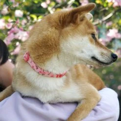 Dog & Cat Store -Dog & Cat Store 29 0cbfdd33 6ded 4914 9a23 0ed9dca93b38