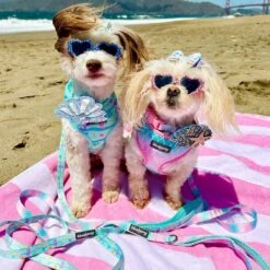 Enchanting Sea Dog Harness Vest For Ultimate Comfort -Dog & Cat Store 2 fb2e9b13 3c98 4c09 ad5c 818de99c3812