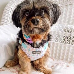 Made Well Floral Dog Collar With Removable Flower Accessory -Dog & Cat Store 3 5f22c15b 44fa 4658 b9e7 a14e08dda394