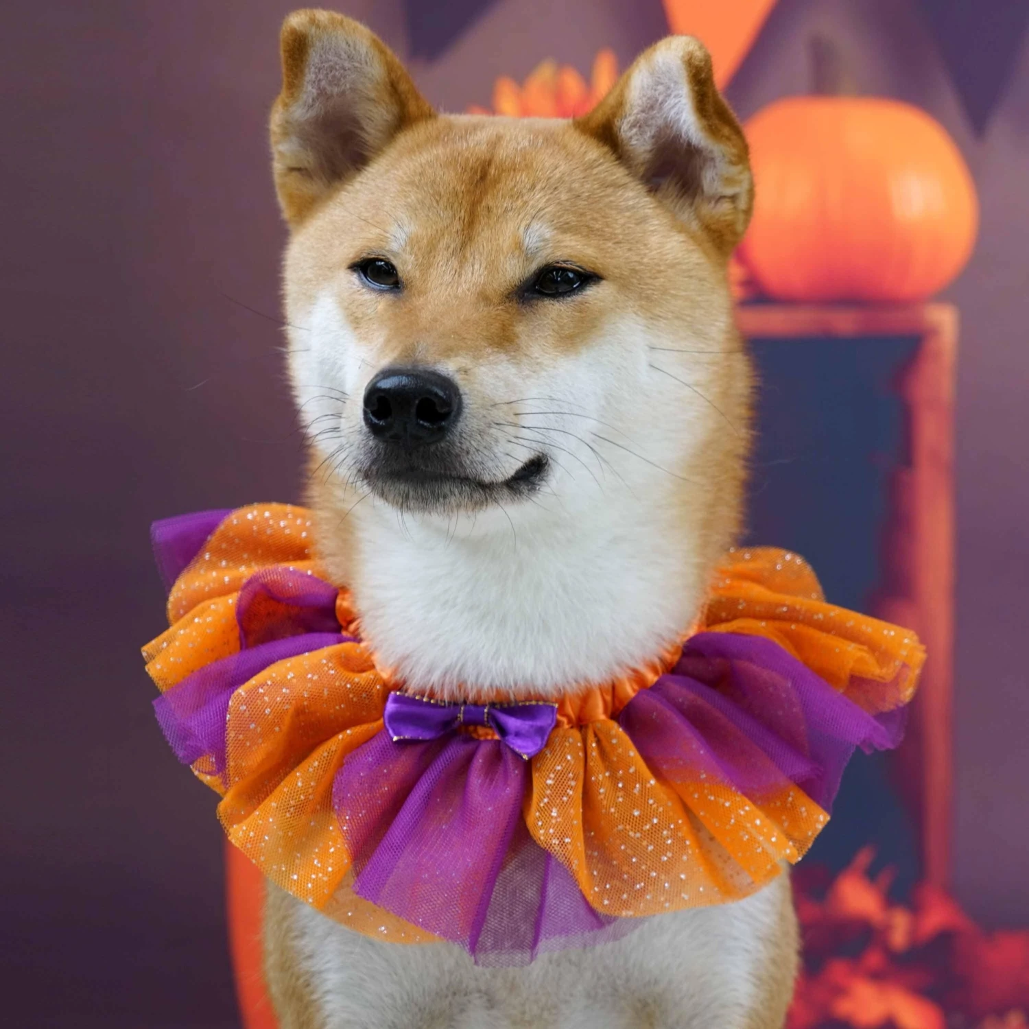 Halloween Thanksgiving Party Costume Dog Collar In Warm Tone 2 Halloween Thanksgiving Party Costume Dog Collar In Warm Tone - Image 2