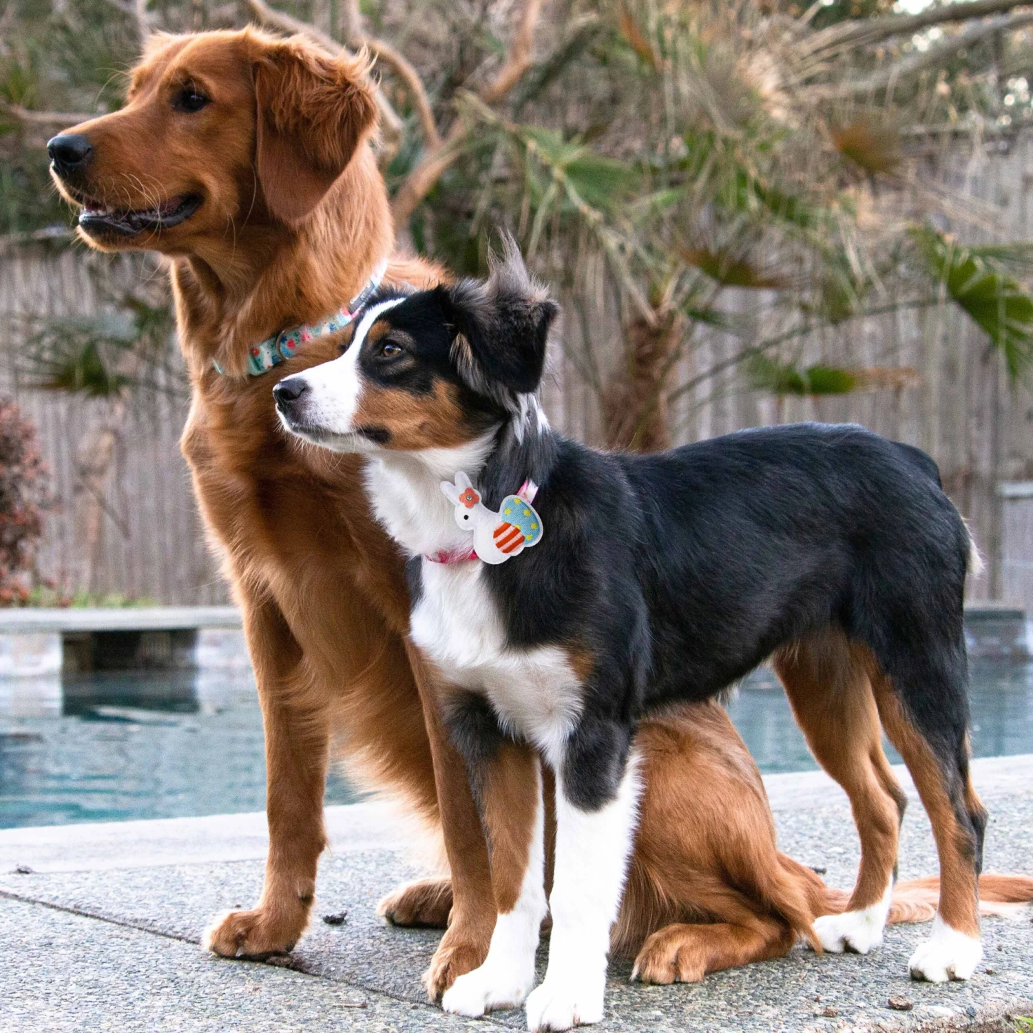 Easter Bunny And Egg Dog Collar For Spring Celebrations 2 Easter Bunny And Egg Dog Collar For Spring Celebrations - Image 2