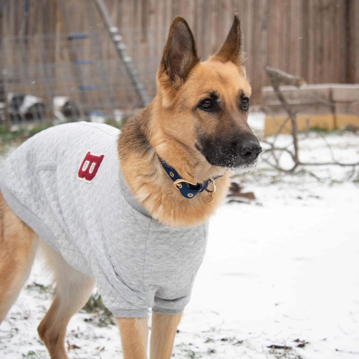 Baseball Fans Jacquard Dog Sweatshirt For Stylish Pets 7 Baseball Fans Jacquard Dog Sweatshirt For Stylish Pets - Image 7