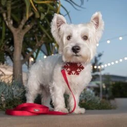 Christmas Dog Collar With Blingy Décor For Festive Style -Dog & Cat Store 6 3