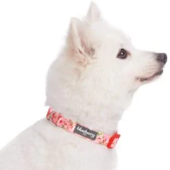 Petal Paws Floral Dog Collar For Stylish Pets -Dog & Cat Store 6911040232020 2