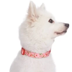 Petal Paws Floral Dog Collar For Stylish Pets -Dog & Cat Store 6911040232020 3
