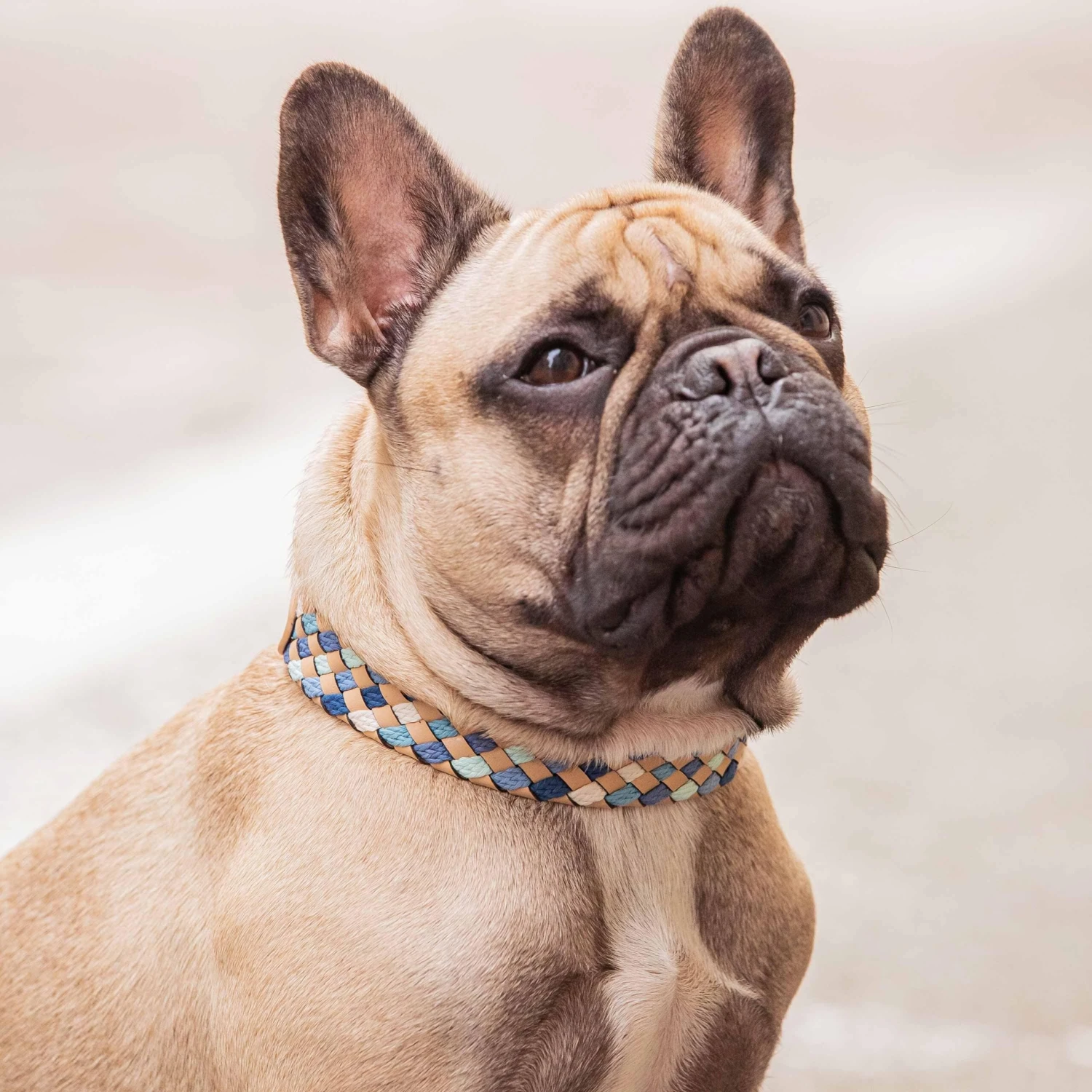 Braided Full Grain Leather Dog Collar For Stylish Pets 2 Braided Full Grain Leather Dog Collar For Stylish Pets - Image 2