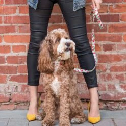 Petal Paws Floral Dog Collar For Stylish Pets -Dog & Cat Store 88