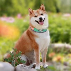 Vibrant Mesh Padded Ultra Cool Lightweight Dog Collar Set -Dog & Cat Store BBPDCLRP00447PK 1